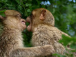 Macaque de Barbarie