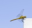 Dragonfly on a white trim on blue sky