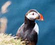 Puffin