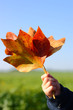 herbstblätter2