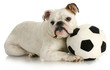 playful puppy