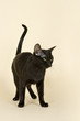 Asian Katze 18896
