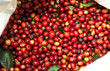 Collected coffee beans in the bag. Collected coffee beans in the bag.