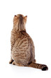rear view of cat