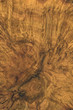 brown burl wood detail