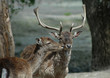 deer and deer
