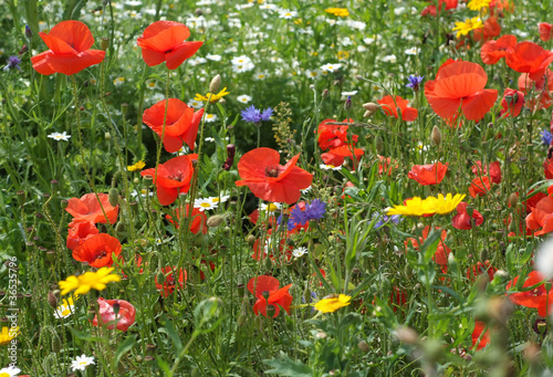 Photo: Wildflower Meadow Wildflower Meadow