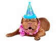 Foto: French Mastiff puppy with party cone French Mastiff puppy with party cone