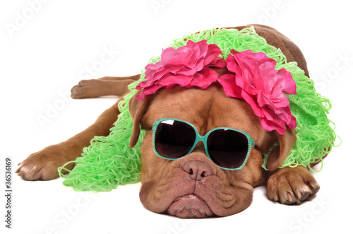 Photo: Lady dog wearing glasses and boa Lady dog wearing glasses and boa
