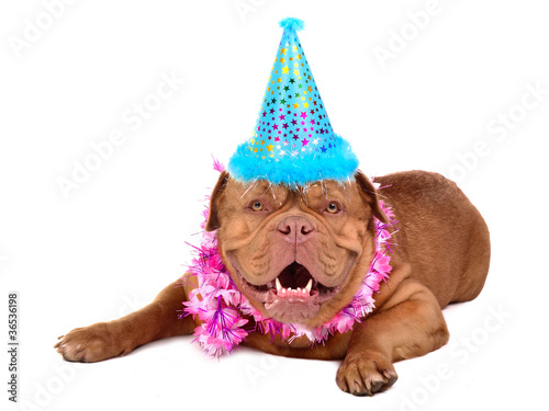 Photo: French Mastiff puppy with party cone French Mastiff puppy with party cone