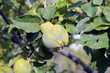 Quince branch