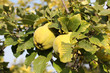 Quince tree