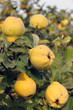 Quince branch