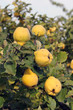 Quince branch