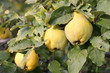 Quince branch