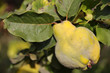 Quince branch
