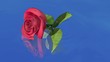 schwimmende Rose