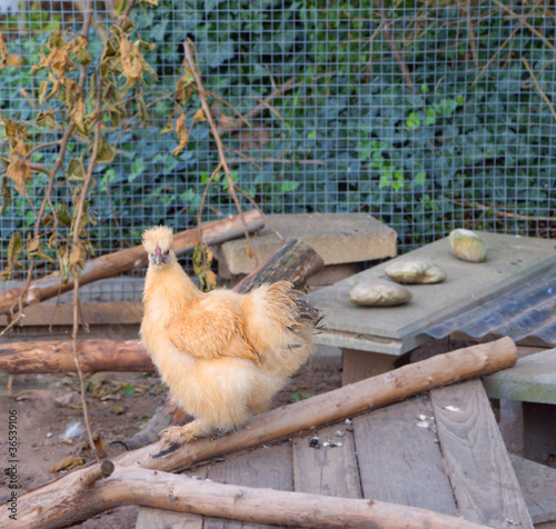 Foto: Chinesisches Wollhuhn Chinesisches Wollhuhn