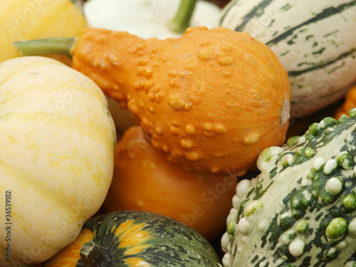 Photo: pumpkin pumpkin