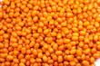 sea buckthorn