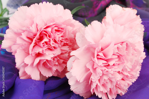 Photo: Close-up of pink carnationon flowers Close-up of pink carnationon flowers