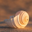 Meeresschnecken, Tonna allium, Strandurlaub