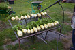 celery vegetable agriculture