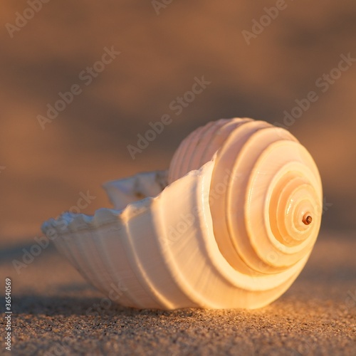 Photo: Meeresschnecken, Tonna allium, Strandurlaub Meeresschnecken, Tonna allium, Strandurlaub