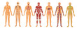 Human Body Systems