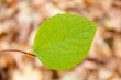 Grünes Blatt und Laub