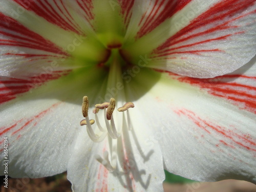 Photo: Blume Blume