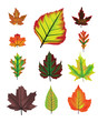 Vector: Autumn leaf vector set Autumn leaf vector set