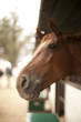 Photo: horse in stable horse in stable