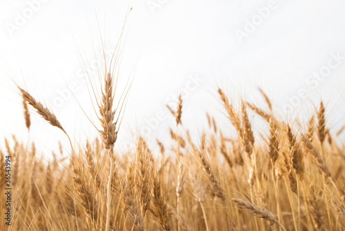 Photo: Wheat Field with Copy Space Wheat Field with Copy Space