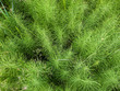 Floral background. Bushes of horsetail. Floral background. Bushes of horsetail.