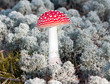 Beautiful red agaric closeup in the meadow Beautiful red agaric closeup in the meadow