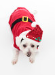 Foto: Cute Christmas dog Cute Christmas dog