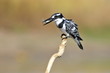 Pied Kingfisher (Ceryle rudis) w fish at lake Maagan Michael