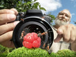 macro photographer managing  ants