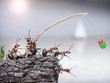 team of anglers ants fishing at sea, teamwork team of anglers ants fishing at sea, teamwork