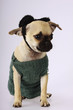 Hund Hund