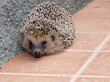 Hedgehog in garden