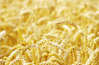 wheat