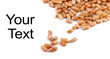 Bunch of wheat grai Bunch of wheat grai