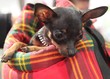 Young pinscher‏