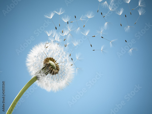 Photo: Close up of dandelion spores blowing away Close up of dandelion spores blowing away