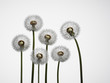 Close up of dandelion stalks