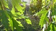 Video: Maple leaves in the park Maple leaves in the park