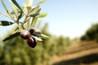 Olive branch