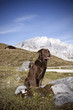 Jagdhund im Gebirge